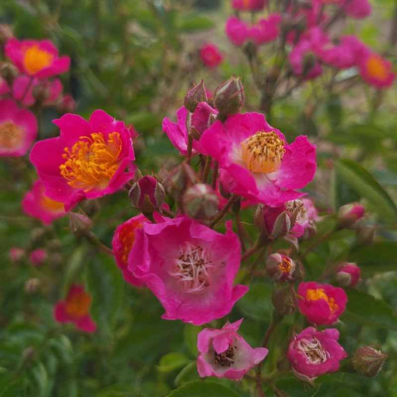 Rosa 'Maria Lisa' BIO