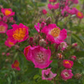 Rosa 'Maria Lisa' BIO
