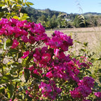 Rosa 'Maria Lisa' BIO