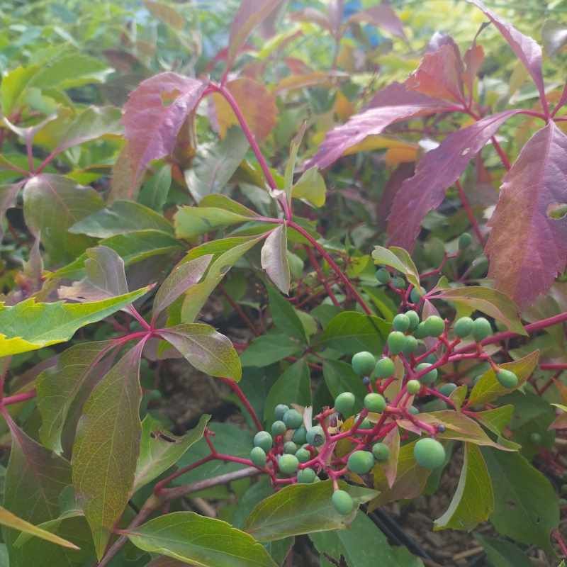Parthenocissus quinquefolia BIO - Vigne vierge
