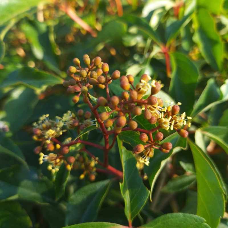 Parthenocissus quinquefolia BIO - Vigne vierge