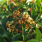 Parthenocissus quinquefolia BIO - Vigne vierge