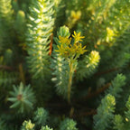 Petrosedum ochroleucum BIO
