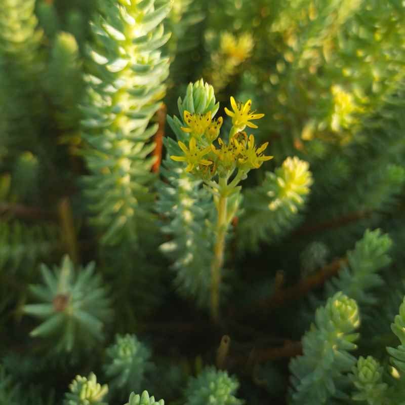 Petrosedum ochroleucum BIO