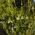 Salvia 'Lemon Light' BIO