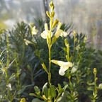 Salvia 'Lemon Light' BIO