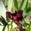 Iris nain 'Mini Dragon' BIO