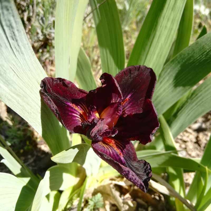 Iris nain 'Mini Dragon' BIO