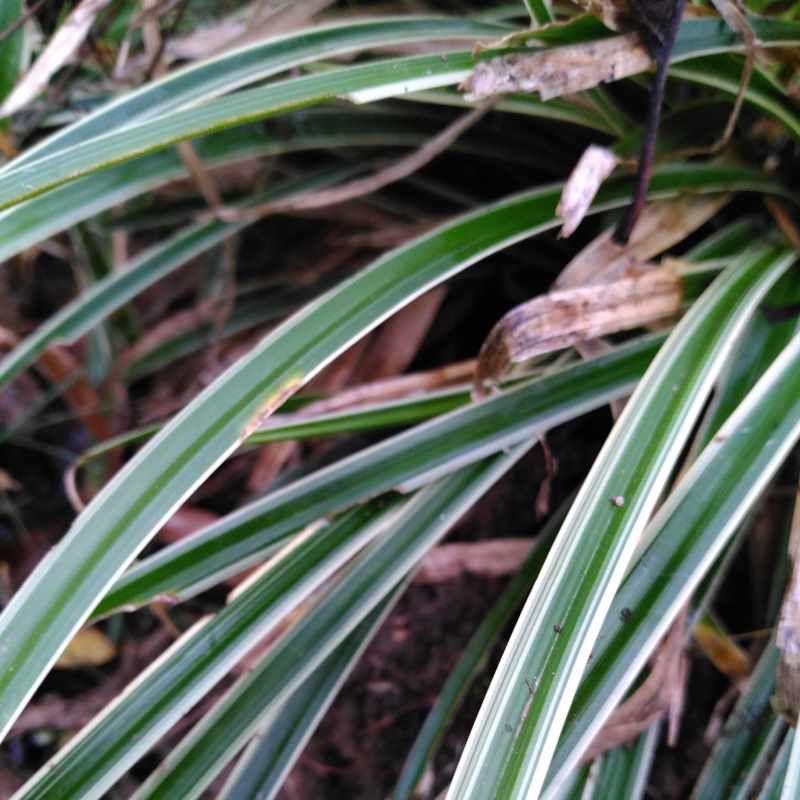 Carex morrowii 'Variegata' BIO