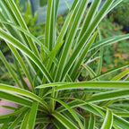 Carex morrowii 'Variegata' BIO