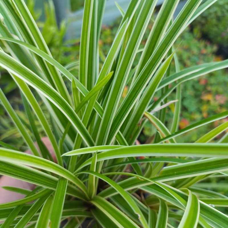 Carex morrowii 'Variegata' BIO