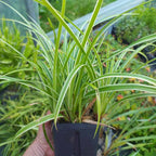 Carex morrowii 'Variegata' BIO
