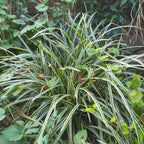 Carex morrowii 'Variegata' BIO