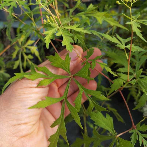 Ampelopsis aconitifolia BIO