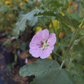 Anisodontea capensis