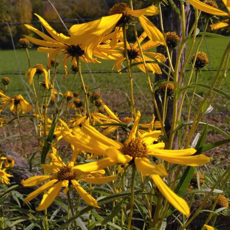 Helianthus salicifolius 'Cosmic Whisper' BIO