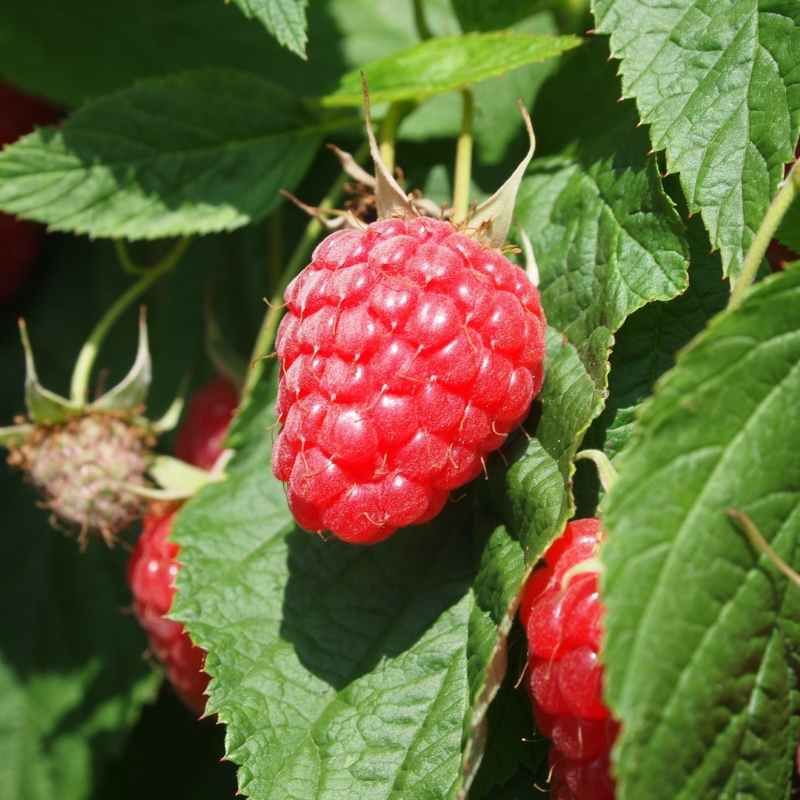 Framboisier remontant 'Polka'® BIO