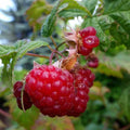 Framboisier 'Violette' BIO