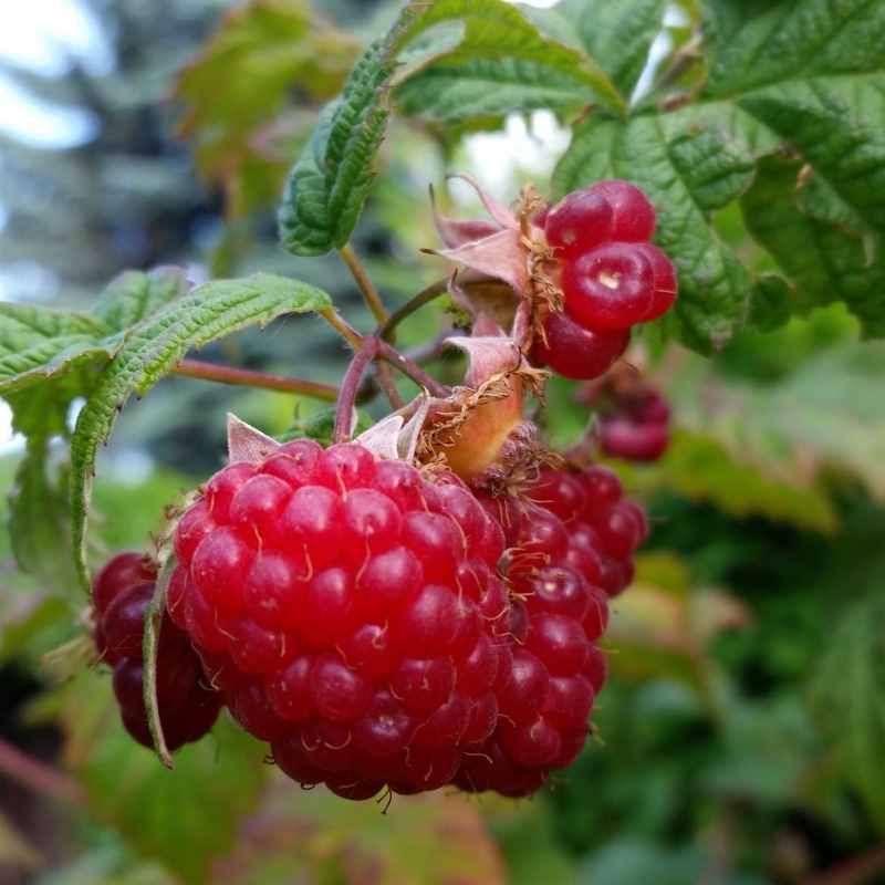 Framboisier 'Violette' BIO