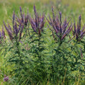Amorpha canescens BIO