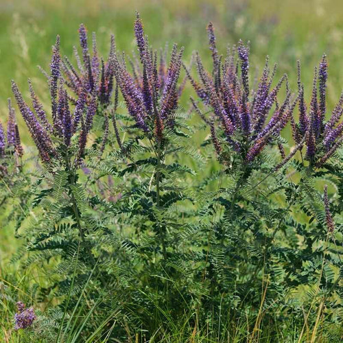 Amorpha canescens BIO