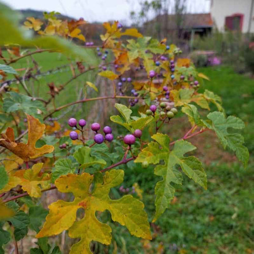 Ampelopsis brevinculata f.citruloïdes BIO