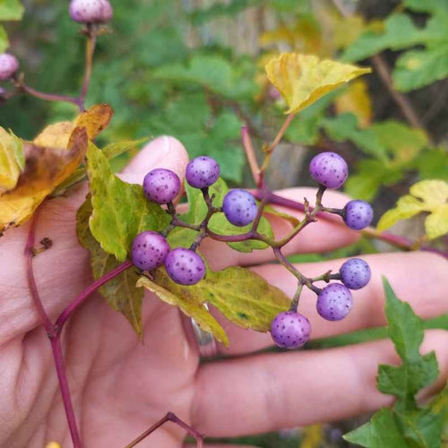 Ampelopsis brevinculata f.citruloïdes BIO
