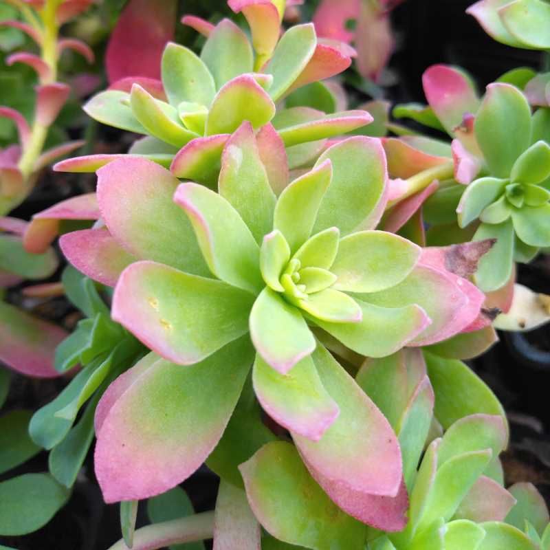 Sedum palmeri BIO