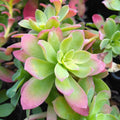 Sedum palmeri BIO