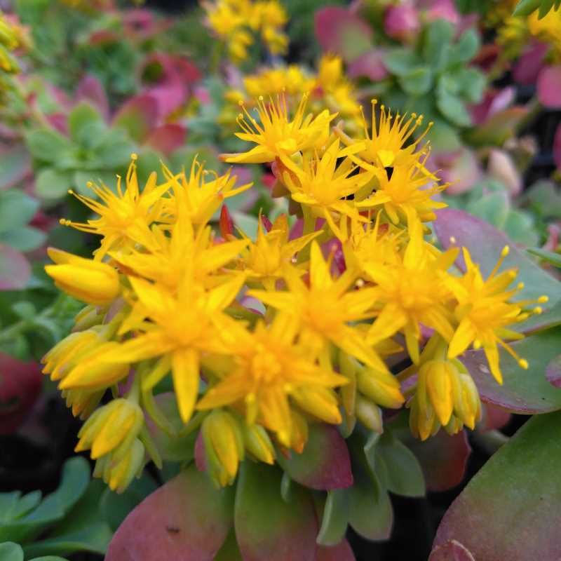 Sedum palmeri BIO