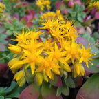 Sedum palmeri BIO