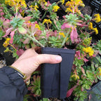 Sedum palmeri BIO