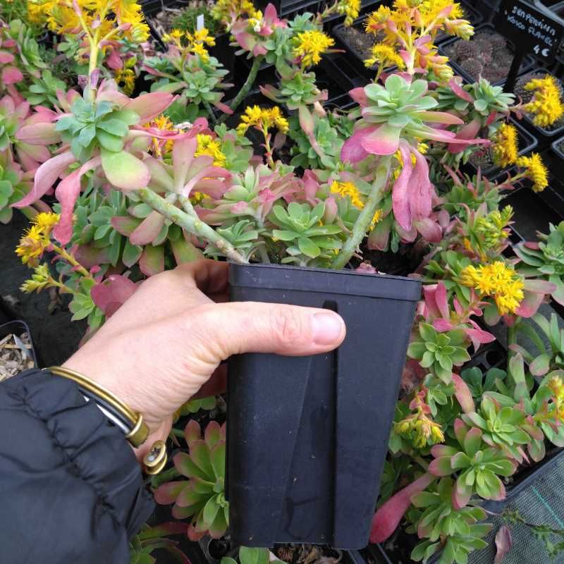 Sedum palmeri BIO