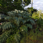 Cynara cardunculus BIO