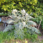 Cynara cardunculus BIO