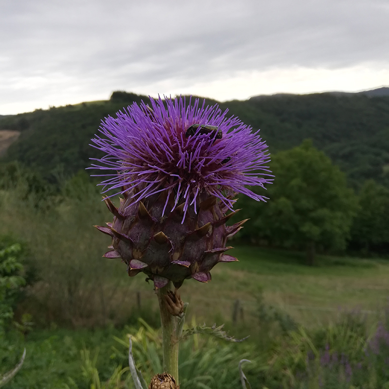 Cynara cardunculus BIO