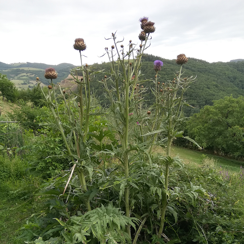 Cynara cardunculus BIO