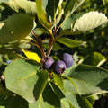 Amélanchier alnifolia 'Martin' BIO