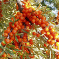 Argousier femelle 'Botanica' BIO