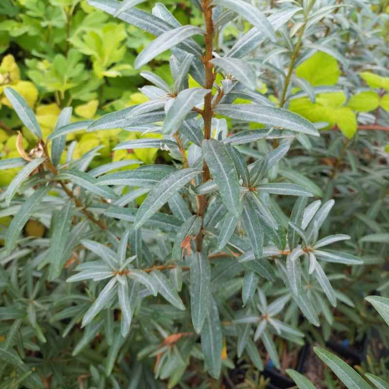 Argousier mâle 'Pollmix' BIO
