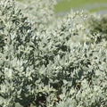 Atriplex halimus BIO