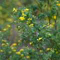 Coronilla glauca BIO