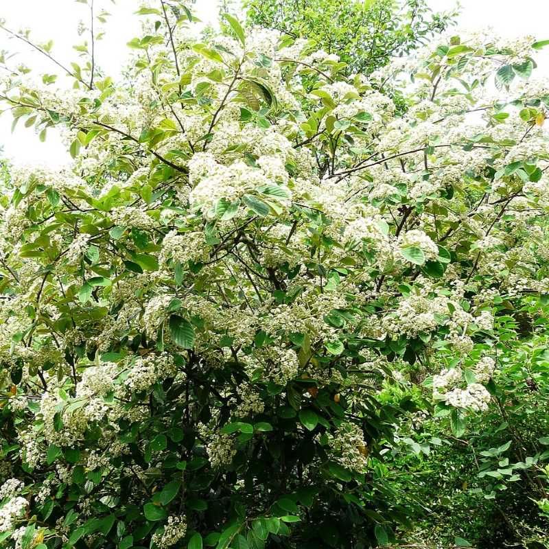 Cotoneaster lacteus BIO