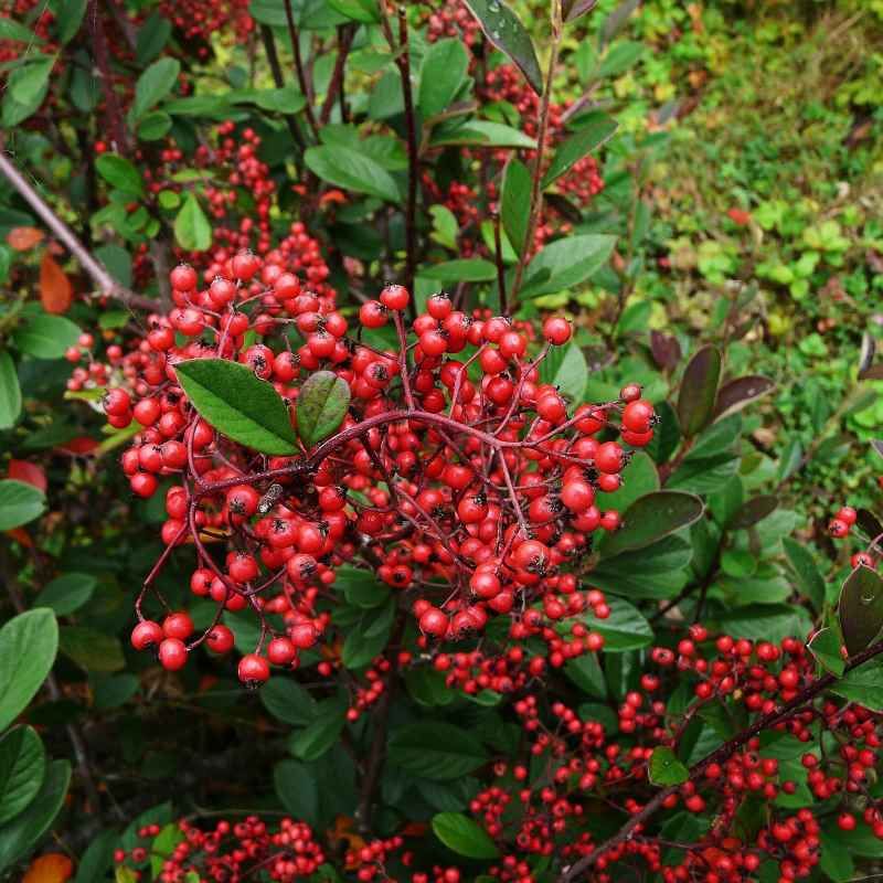 Cotoneaster lacteus BIO
