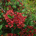 Cotoneaster lacteus BIO
