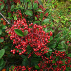 Cotoneaster lacteus BIO