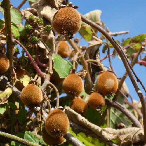 Kiwi autofertile 'Jenny' BIO