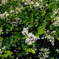 Ligustrum japonicum BIO