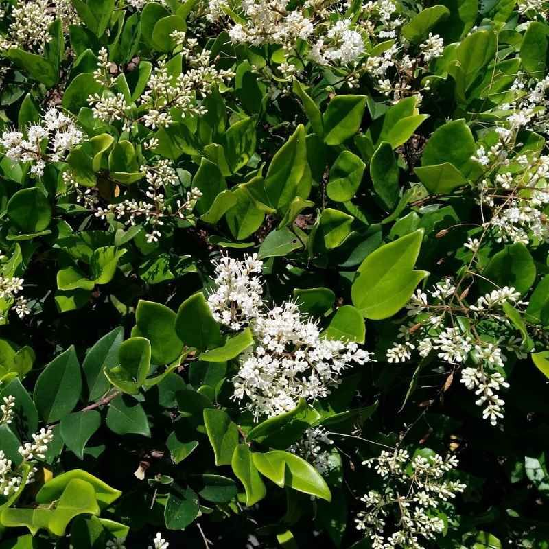 Ligustrum japonicum BIO