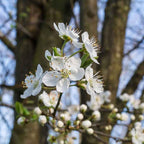 Prunus insititia 'Haferschlehe' - Prunelle d'avoine BIO